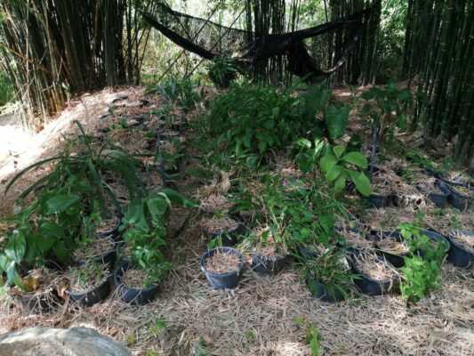 สวนว่าน