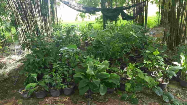 ว่านโซนป่าไผ่