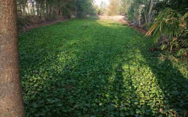 ผักตบขึ้นเต็มสระเลย.. งานช้างละ...