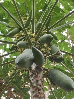 ต้นมะละกอ