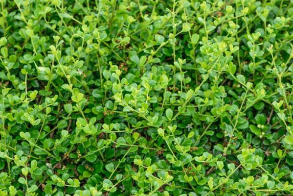 ต้นข่อย