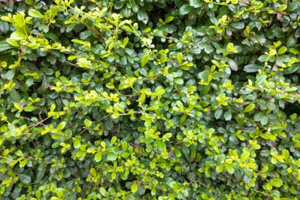 ต้นชาฮกเกี้ยน