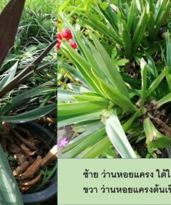 ว่านหอยแครง