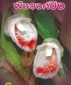 พืชวงศ์ขิง